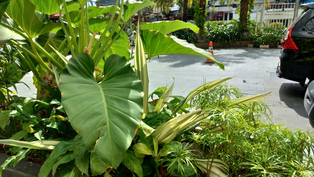 P 20180524 140155 vHDR Auto HP 1024x577