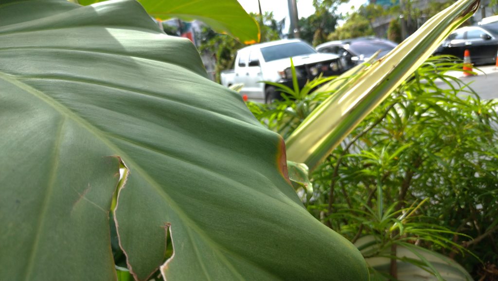 P 20180524 140323 vHDR Auto 1024x577