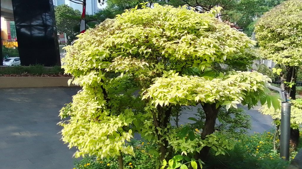 Hasil Foto realme Pad Mini
