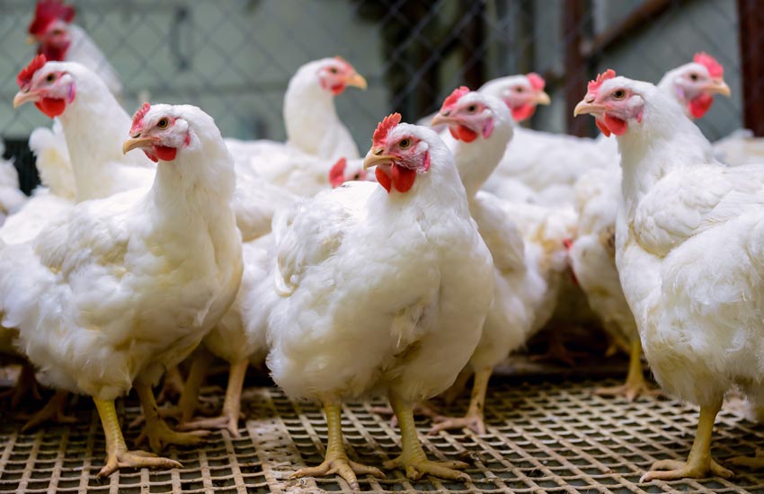 chicken poultry