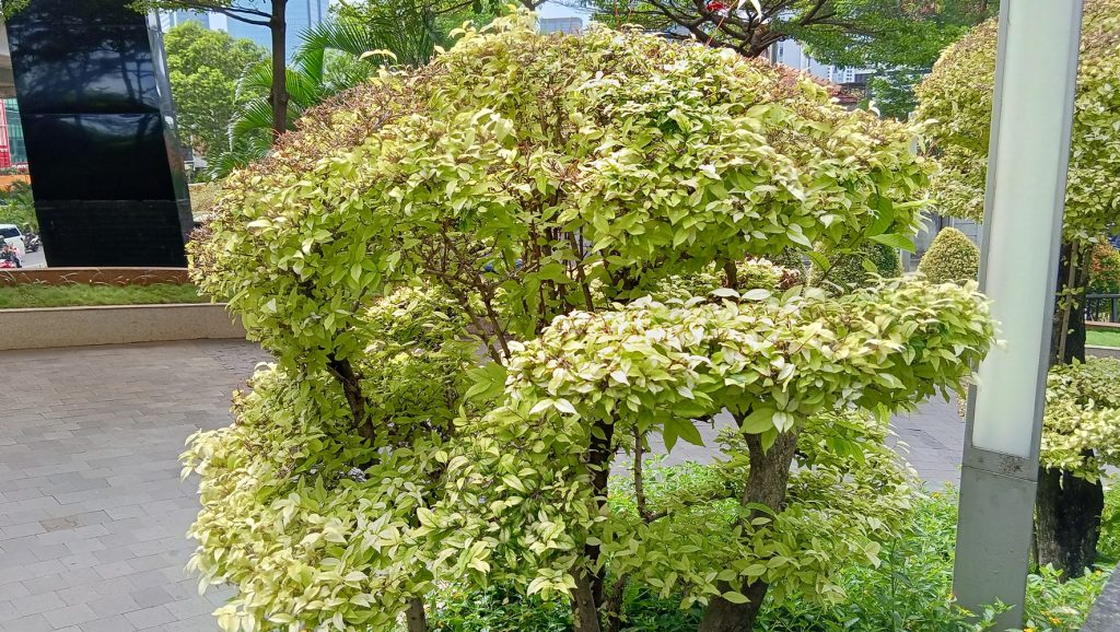 IMG20241212093903 1024x578