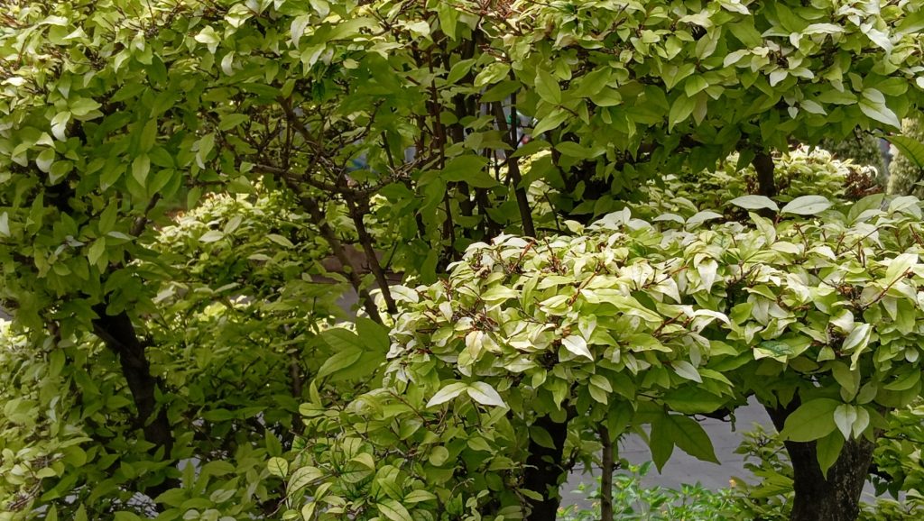 IMG20241212093907 1024x578