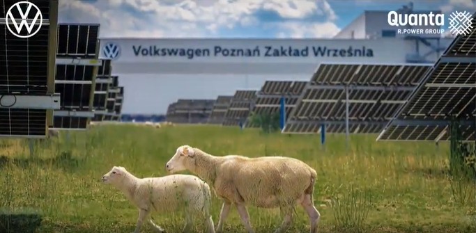 Volkswagen Rekrut 100 Domba untuk Rawat Ladang Surya di Polandia