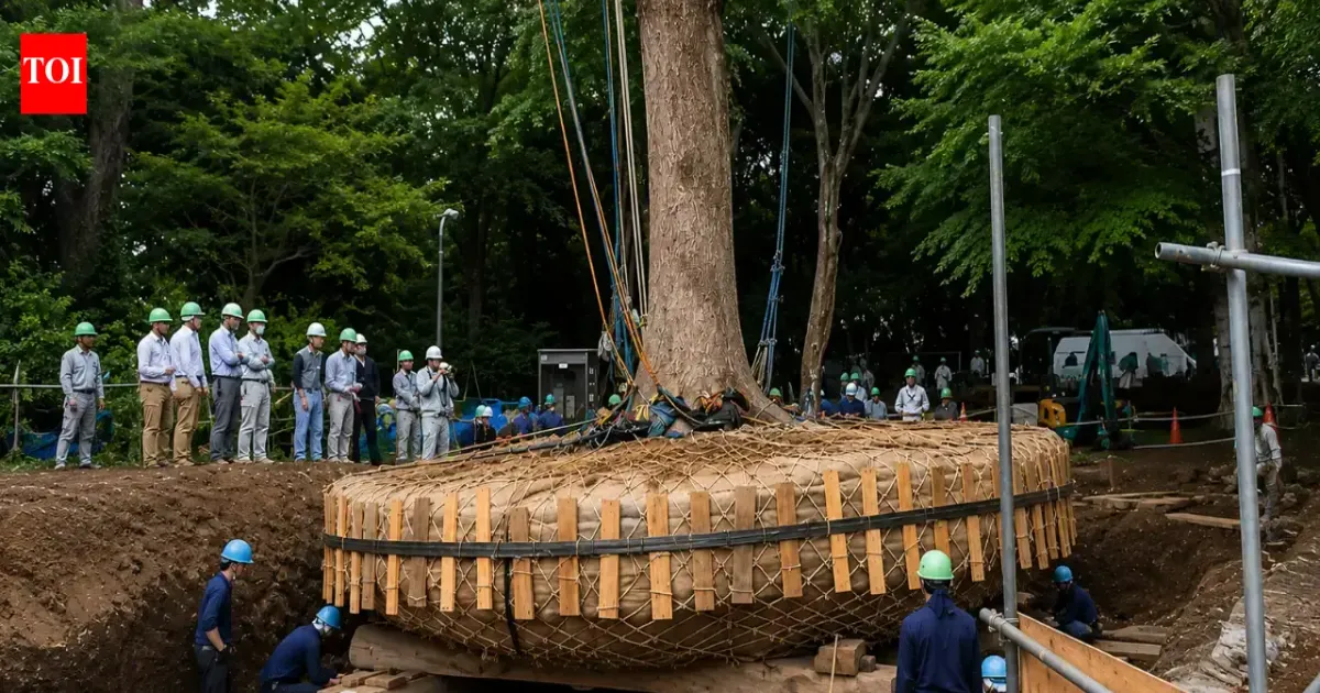 Jepang Pilih Pindahkan Pohon Berusia Ratusan Tahun Demi Pembangunan